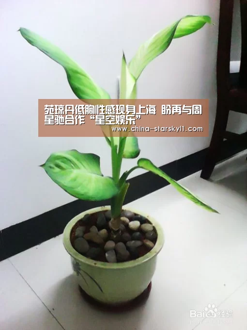 苑琼丹低胸性感现身上海 盼再与周星驰合作“星空娱乐”(图1) 星空娱乐
